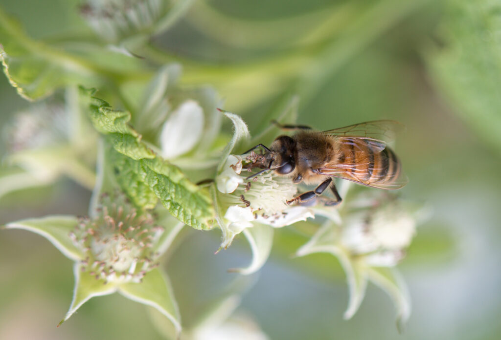 De la biodiversité pour protéger les abeilles